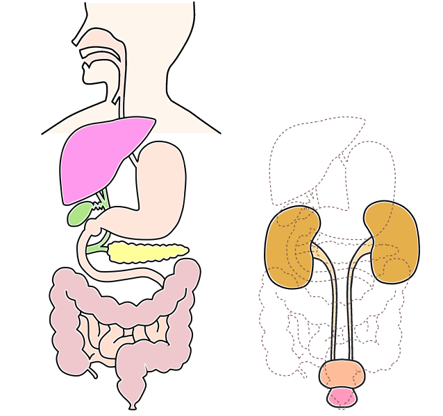 Digestive_tract.png